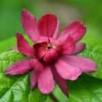 2 Carolina Allspice Bushes (Sweet Shrubs) - 10-18" Tall Live Plants - Fragrant Flowers - Hedge Seedlings - Calycanthus floridus - (2 Pack)