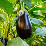 Bonnie Plants Black Beauty Eggplant - 4 Pack Live Plants, 3 - 4 Ft. Tall Plants, Classic Tear Drop Shape Eggplant, Easy To Grow