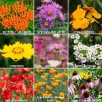Wildflower Seeds Bulk, 2 Oz. 80,000+ Seeds – Save The Bees Mix with 19 Non-GMO Varieties – Bee Friendly & Pollinator Wildflower Seed for Planting