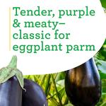 Bonnie Plants Black Beauty Eggplant - 4 Pack Live Plants, 3 - 4 Ft. Tall Plants, Classic Tear Drop Shape Eggplant, Easy To Grow