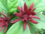 2 Carolina Allspice Bushes (Sweet Shrubs) - 10-18" Tall Live Plants - Fragrant Flowers - Hedge Seedlings - Calycanthus floridus - (2 Pack)