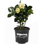 Blooming & Beautiful - Lemon Glow Camellia - 3 Gal - Evergreen Shrub - Soft Yellow Creamy Butter Blooms - Winter Spring - Cold Hardy - Zones 6-9 – Camellia Japonica ‘Lemon Glow’ - 3 Gallon Pot
