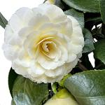 Blooming & Beautiful - Lemon Glow Camellia - 3 Gal - Evergreen Shrub - Soft Yellow Creamy Butter Blooms - Winter Spring - Cold Hardy - Zones 6-9 – Camellia Japonica ‘Lemon Glow’ - 3 Gallon Pot