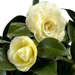 Blooming & Beautiful - Lemon Glow Camellia - 3 Gal - Evergreen Shrub - Soft Yellow Creamy Butter Blooms - Winter Spring - Cold Hardy - Zones 6-9 – Camellia Japonica ‘Lemon Glow’ - 3 Gallon Pot