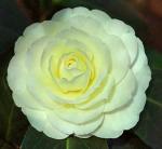 Blooming & Beautiful - Lemon Glow Camellia - 3 Gal - Evergreen Shrub - Soft Yellow Creamy Butter Blooms - Winter Spring - Cold Hardy - Zones 6-9 – Camellia Japonica ‘Lemon Glow’ - 3 Gallon Pot