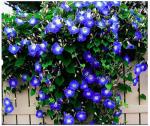 Morning Glory Seeds for Planting - 250 Fresh Seeds - Heavenly Blue Climbing Vine Flower Seed - Attracts Butterflies & Hummingbirds - Fast Growing Ivy - Grown in The USA