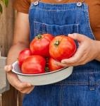 Burpee 'Celebrity' Hybrid Red Tomato Slicer 35 Non-GMO Seeds for Planting Disease-Resistant and Award-Winning Variety Big Juicy Tomato for Summer Sandwiches