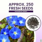 Morning Glory Seeds for Planting - 250 Fresh Seeds - Heavenly Blue Climbing Vine Flower Seed - Attracts Butterflies & Hummingbirds - Fast Growing Ivy - Grown in The USA