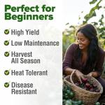 HOME GROWN Non GMO Cherokee Purple Tomato Seeds 1 Pack (Solanum lycopersicum) - 106 Seeds, Tomato for Planting - Heirloom Vegetable Seeds with High Germination Rate