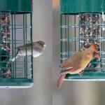 Kingsyard Upgraded Squirrel Proof Caged Bird Feeder for Outdoor Hanging - Additional Storage Tube Bird Feeder with 4 Feeding Ports & Perches, Easy to Clean & Refill. Green