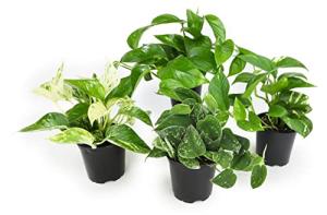 Altman Plants, Live Pothos Plants (4PK) Indoor Plants Live Houseplants, Pothos Live Plant House Plants Indoors Live Plants, Money Plant Indoor Pothos Plant Decor, Devils Ivy Trailing Plants Live