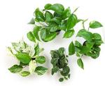 Altman Plants, Live Pothos Plants (4PK) Indoor Plants Live Houseplants, Pothos Live Plant House Plants Indoors Live Plants, Money Plant Indoor Pothos Plant Decor, Devils Ivy Trailing Plants Live