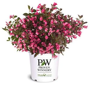 2 Gallon Proven Winners Weigela Wine & Roses Shrub