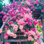 Mixed Climbing Rose Vine Seeds 230pcs– Perennial Rosa Flowering Bush Seed | Long-Blooming Ornamental Climbing Plants for Fence, Trellis, Arches & Outdoor Garden Décor