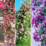 Mixed Climbing Rose Vine Seeds 230pcs– Perennial Rosa Flowering Bush Seed | Long-Blooming Ornamental Climbing Plants for Fence, Trellis, Arches & Outdoor Garden Décor