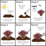 2 Gallon Proven Winners Weigela Wine & Roses Shrub