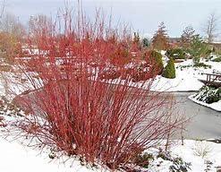 Red Twig Dogwood Shrub, 2 ft Tall, Bareroot, Winter Garden Plant