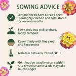 600 Lantana Flower Seeds – Colorful Perennial Seeds | Drought-Tolerant, Easy to Grow & Long-Blooming | Attracts Butterflies & Hummingbirds (600 Lantana Flower Seeds)