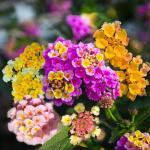 600 Lantana Flower Seeds – Colorful Perennial Seeds | Drought-Tolerant, Easy to Grow & Long-Blooming | Attracts Butterflies & Hummingbirds (600 Lantana Flower Seeds)