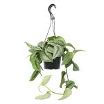 Silver Satin Pothos Plant Live Plant Hanging Basket, Silver Pothos Hanging Plant Live House Plants Indoors, Real Plants Indoor Live Plants Indoor Plants Live Houseplants Live Indoor by Plants for Pets