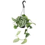 Silver Satin Pothos Plant Live Plant Hanging Basket, Silver Pothos Hanging Plant Live House Plants Indoors, Real Plants Indoor Live Plants Indoor Plants Live Houseplants Live Indoor by Plants for Pets