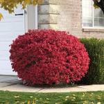 5 Dwarf Burning Bushes - 6-12" Tall Live Plants - Hardy Red Shrubs - Bare Root Saplings - Euonymus alatus - (5 Pack)