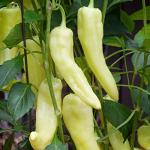 Bonnie Plants Sweet Banana Pepper - 4 Pack Live Plants, 6 Inch Fruit Size, Great For Frying & Pickling
