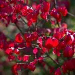 5 Dwarf Burning Bushes - 6-12" Tall Live Plants - Hardy Red Shrubs - Bare Root Saplings - Euonymus alatus - (5 Pack)