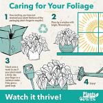 Silver Satin Pothos Plant Live Plant Hanging Basket, Silver Pothos Hanging Plant Live House Plants Indoors, Real Plants Indoor Live Plants Indoor Plants Live Houseplants Live Indoor by Plants for Pets