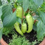 Bonnie Plants Sweet Banana Pepper - 4 Pack Live Plants, 6 Inch Fruit Size, Great For Frying & Pickling