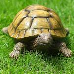 Jumiz Turtle Garden Statue,Outdoor Decoration for Backyard/Patio/Pond/Lawn,Indoor Tortoise Figurine Sculpture Colloction for Floor or Tabletop