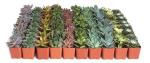 Shop Succulents Assorted Succulent Plant Pack Collection - Live Mini Succulent Plants, Low Maintenance, Mixture of Colors & Textures - Wedding and Party Favors, Gift & Garden, Pack of 32
