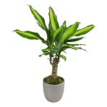 'Sunrise' Corn Plant Dracaena Plant Live Plant Decor, Office Desk Plant, Live Indoor House Plants, Decorative Plants, House Plants Indoors Live Plants Indoor Plants Live Houseplants by Plants for Pets