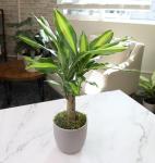 'Sunrise' Corn Plant Dracaena Plant Live Plant Decor, Office Desk Plant, Live Indoor House Plants, Decorative Plants, House Plants Indoors Live Plants Indoor Plants Live Houseplants by Plants for Pets
