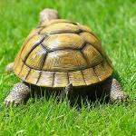 Jumiz Turtle Garden Statue,Outdoor Decoration for Backyard/Patio/Pond/Lawn,Indoor Tortoise Figurine Sculpture Colloction for Floor or Tabletop