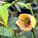 Banana Shrub ~ Michelia Figo - 3 Gallon Pot, Live Evergreen Shrub, Fragrant, Full Sun, Outdoor