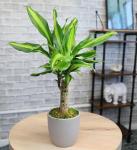 'Sunrise' Corn Plant Dracaena Plant Live Plant Decor, Office Desk Plant, Live Indoor House Plants, Decorative Plants, House Plants Indoors Live Plants Indoor Plants Live Houseplants by Plants for Pets