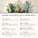 Shop Succulents Assorted Succulent Plant Pack Collection - Live Mini Succulent Plants, Low Maintenance, Mixture of Colors & Textures - Wedding and Party Favors, Gift & Garden, Pack of 32