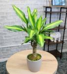 'Sunrise' Corn Plant Dracaena Plant Live Plant Decor, Office Desk Plant, Live Indoor House Plants, Decorative Plants, House Plants Indoors Live Plants Indoor Plants Live Houseplants by Plants for Pets