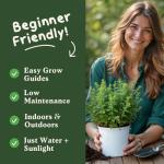 Organic Thyme Herb Seeds for Indoors or Outdoors