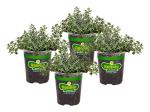 Bonnie Plants German Thyme Live Herb Plants - 4 Pack, Perennial In Zones 5 to 9, In Bouquet Garni; Aromatic Dishes