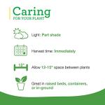 Bonnie Plants German Thyme Live Herb Plants - 4 Pack, Perennial In Zones 5 to 9, In Bouquet Garni; Aromatic Dishes