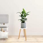 Uneedem Wood Mid Century Plant Stand for Indoor Plants, Modern Table, Tall Holder for Flower Pots, Small Round Side/End Table(A2 White, High: 16.5")