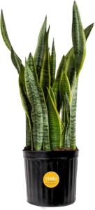 Snake Plant - Easy Care Indoor/Outdoor Houseplant