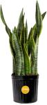 Snake Plant - Easy Care Indoor/Outdoor Houseplant