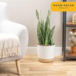 Snake Plant - Easy Care Indoor/Outdoor Houseplant