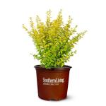Perfect Plants Sunshine Ligustrum Shrub in 1 Gal. Grower's Pot | Evergreen Shrub with Stunning Vibrant Yellow Foliage