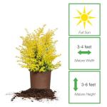 Perfect Plants Sunshine Ligustrum Shrub in 1 Gal. Grower's Pot | Evergreen Shrub with Stunning Vibrant Yellow Foliage
