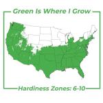 Perfect Plants Sunshine Ligustrum Shrub in 1 Gal. Grower's Pot | Evergreen Shrub with Stunning Vibrant Yellow Foliage