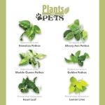 Plentiful Pothos & Philodendron (6-Pack), Pothos Live Plant Decor, Office Plants, Real Plants, Easy Indoor Plant, House Plants Indoors Live Plants Indoor Plants Live Houseplants by Plants for Pets